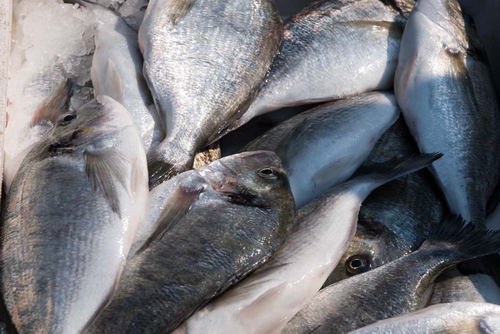 frische Fische im Restaurant Mykonos am Faakersee